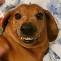 Goltsev Dmitry's avatar