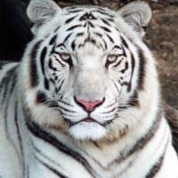 Avatar of Gamal Hmad