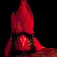 Avatar of GraniteCastle