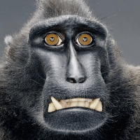 Avatar of gree nhorg