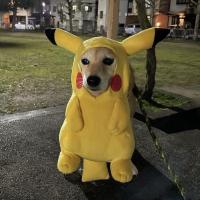 David Chagas's avatar