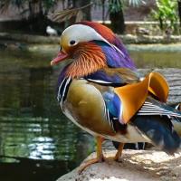 Ido Gorshtein's avatar