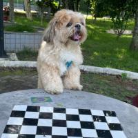 Avatar of Gustavo Oliveira