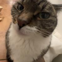 Avatar of Gutemberg Oliveira