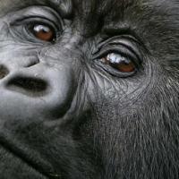 Avatar of Guy Lynton