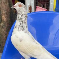 Avatar of Regy Maulana