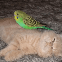 Will Pryeor's avatar