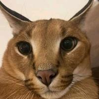 Avatar of حسن عياش