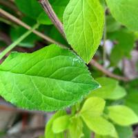 Avatar of Hasni Hosni