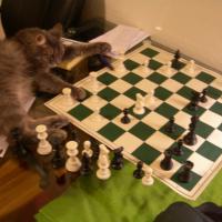 Avatar of HenrytheCat