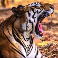 Halsagar Chincholimath's avatar