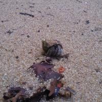 Avatar of Nikita Halyavskiy