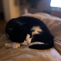 Avatar of hoppsy hippsy