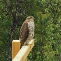 Avatar of Dag Ødegårdstuen