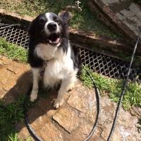 Avatar of Henrique Pontara