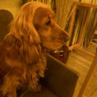 Avatar of Hryhorii Shcherbov