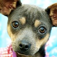 Avatar of Squiggles Chihuahua