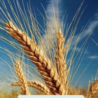 Avatar of Oleg Tovstokorenko