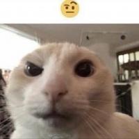 Avatar of hyperkatze