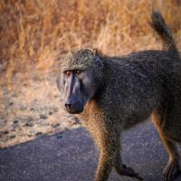 Avatar of michael nevrotzki