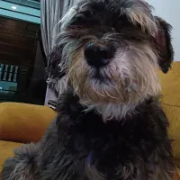 Avatar of darren rahul