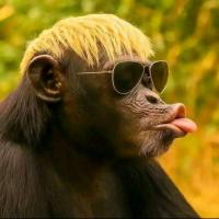 Avatar of Ilo Pululu