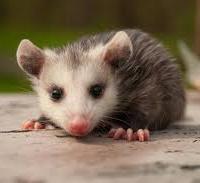 Avatar of iloveopossums
