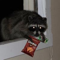 Avatar of InfernoRacc