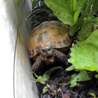 Avatar of InteligentMammoth