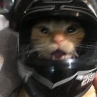 Avatar of Dorian Dbs