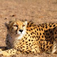 Milad Khodabandeh's avatar