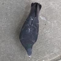 Avatar of iridiumalt