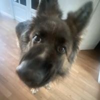 Avatar of Iskander_bl