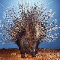 Avatar of el cervele 646464