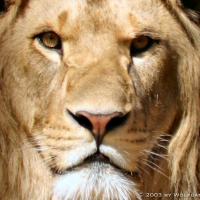 Avatar of Frida Brewda