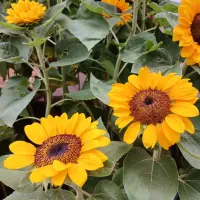 Regita Desyari Putri's avatar