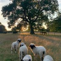 Avatar of Iveta Jankauskaitė