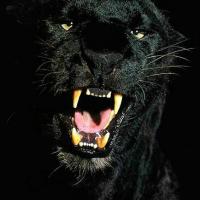 Michał Walentukiewicz's avatar