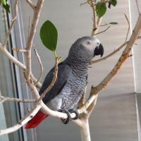 Avatar of JafarTheParrot