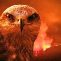 Avatar of Zahidul Islam Jahangir