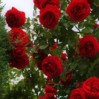 Avatar of javedsalim