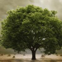 Sergio German's avatar