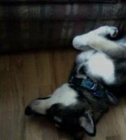 Avatar of Jimmy Capasso