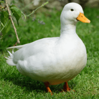 Avatar of JessicaNare