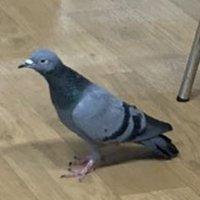 Hong Jun Lai's avatar