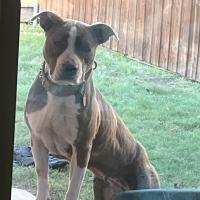 Avatar of Joseph Hamilton