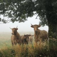 Avatar of JoshRzndal