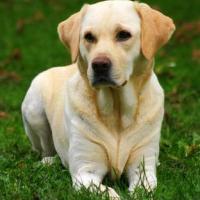 Avatar of Jovica Nikolovski