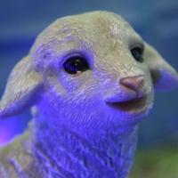 Avatar of Juan Henao