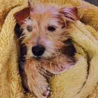 Avatar of Juniper Schaser